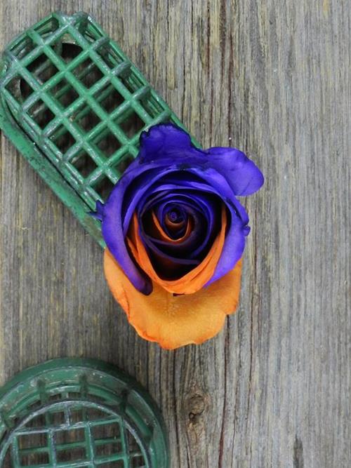 ORANGE & PURPLE  TINTED ROSE